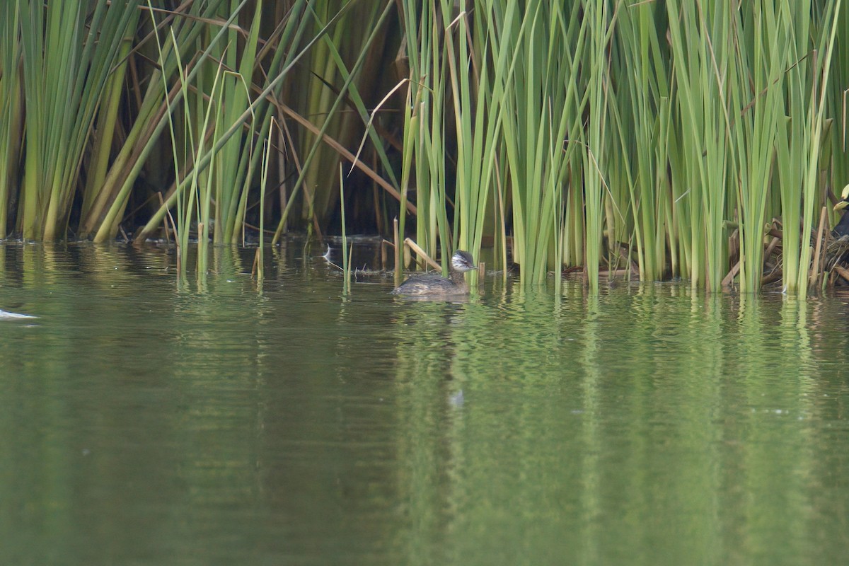 White-tufted Grebe - ML622218386