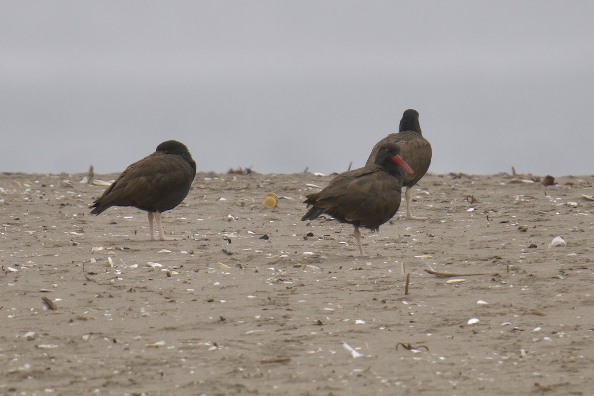 Blackish Oystercatcher - ML622218399