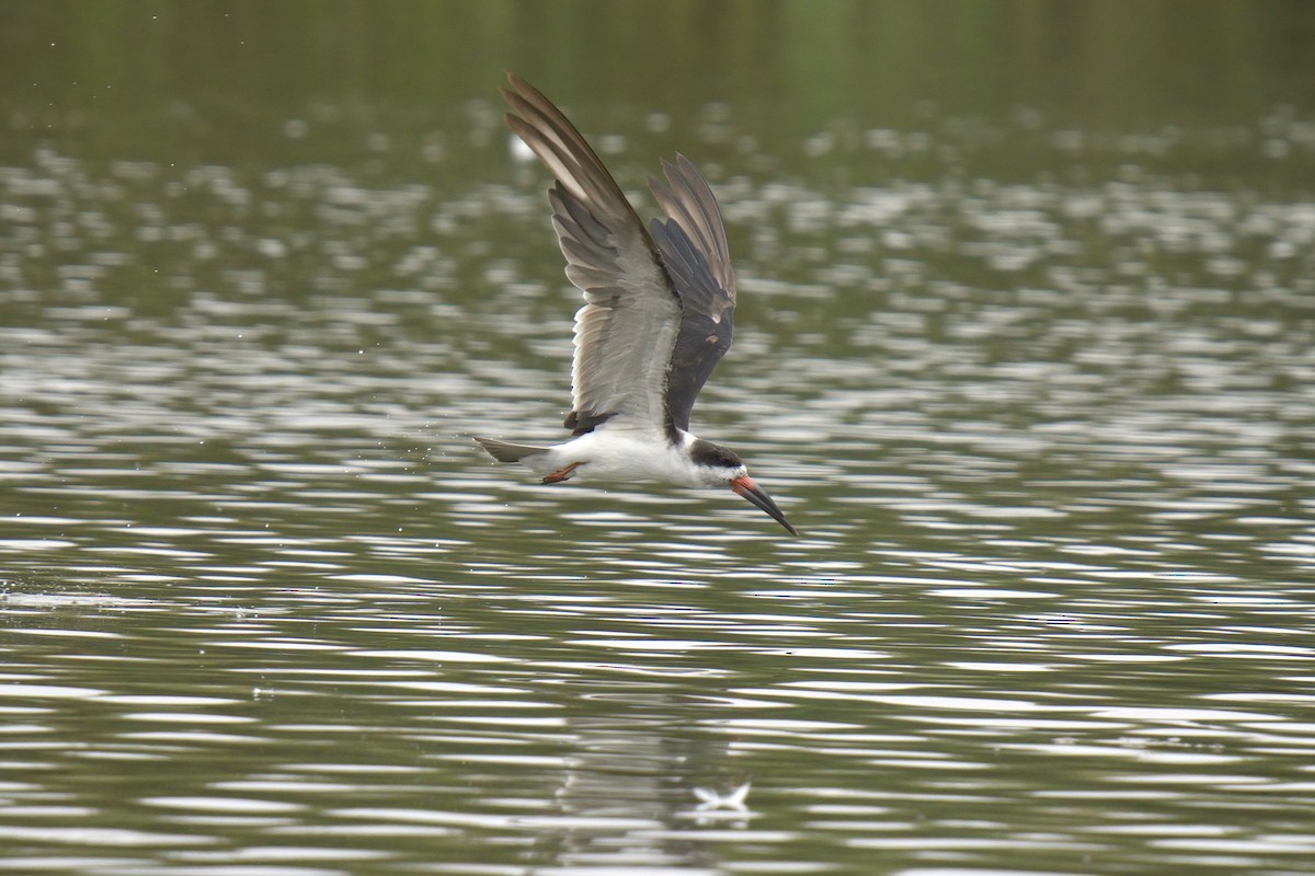 Black Skimmer - ML622218408