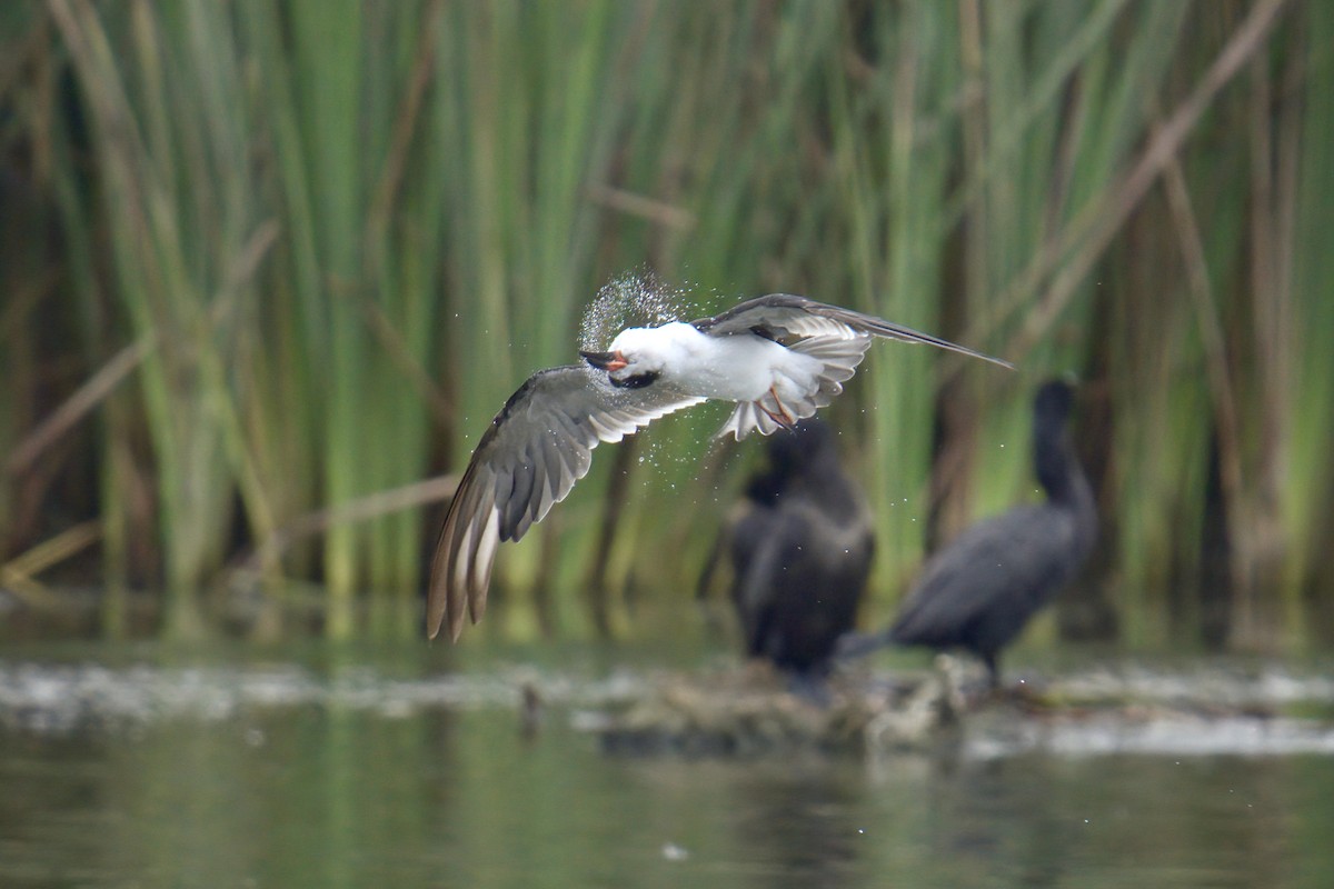 Black Skimmer - ML622218409