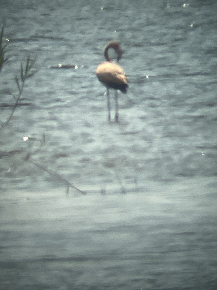 American Flamingo - Seth Buddy