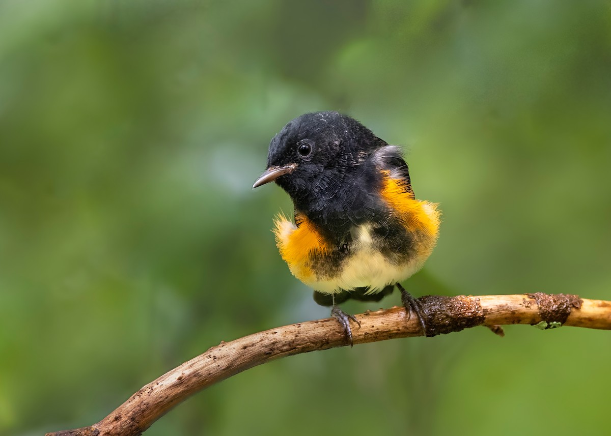 American Redstart - ML622218436