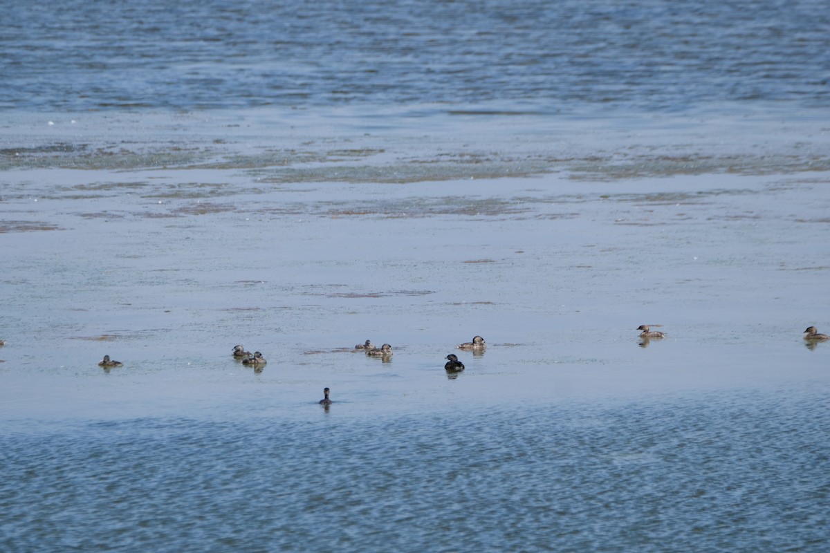 Pied-billed Grebe - ML622218450