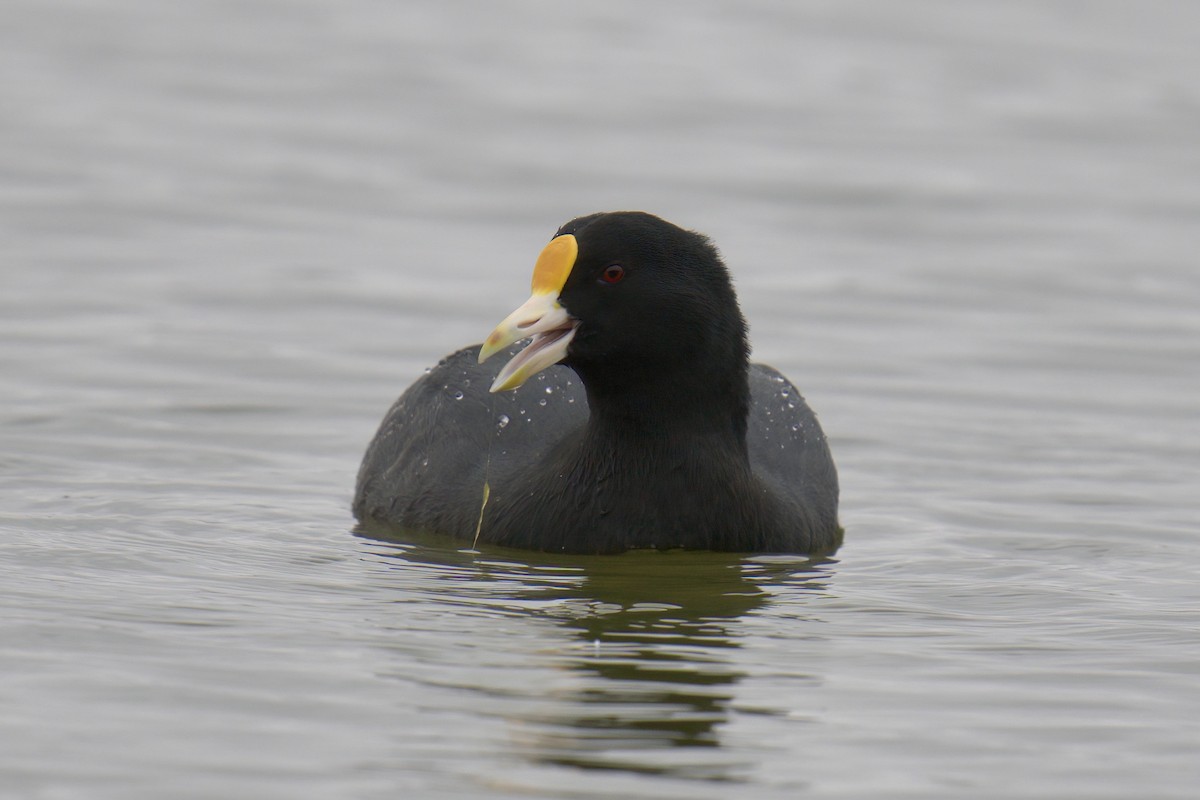 White-winged Coot - ML622218467