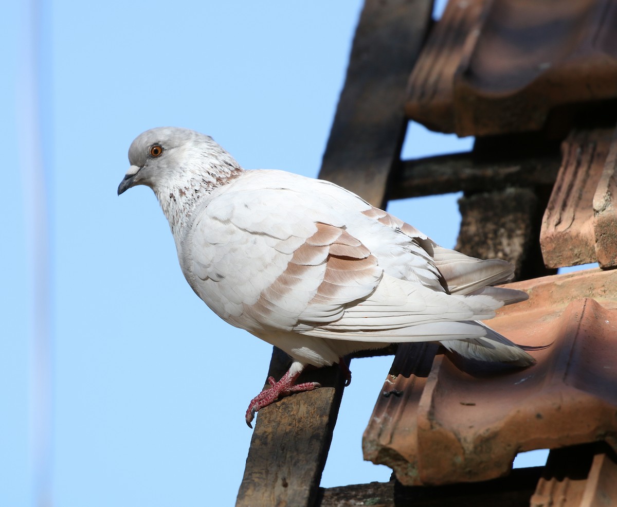 Rock Pigeon (Feral Pigeon) - ML622218483