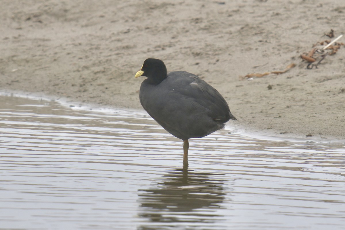 Red-gartered Coot - ML622218491