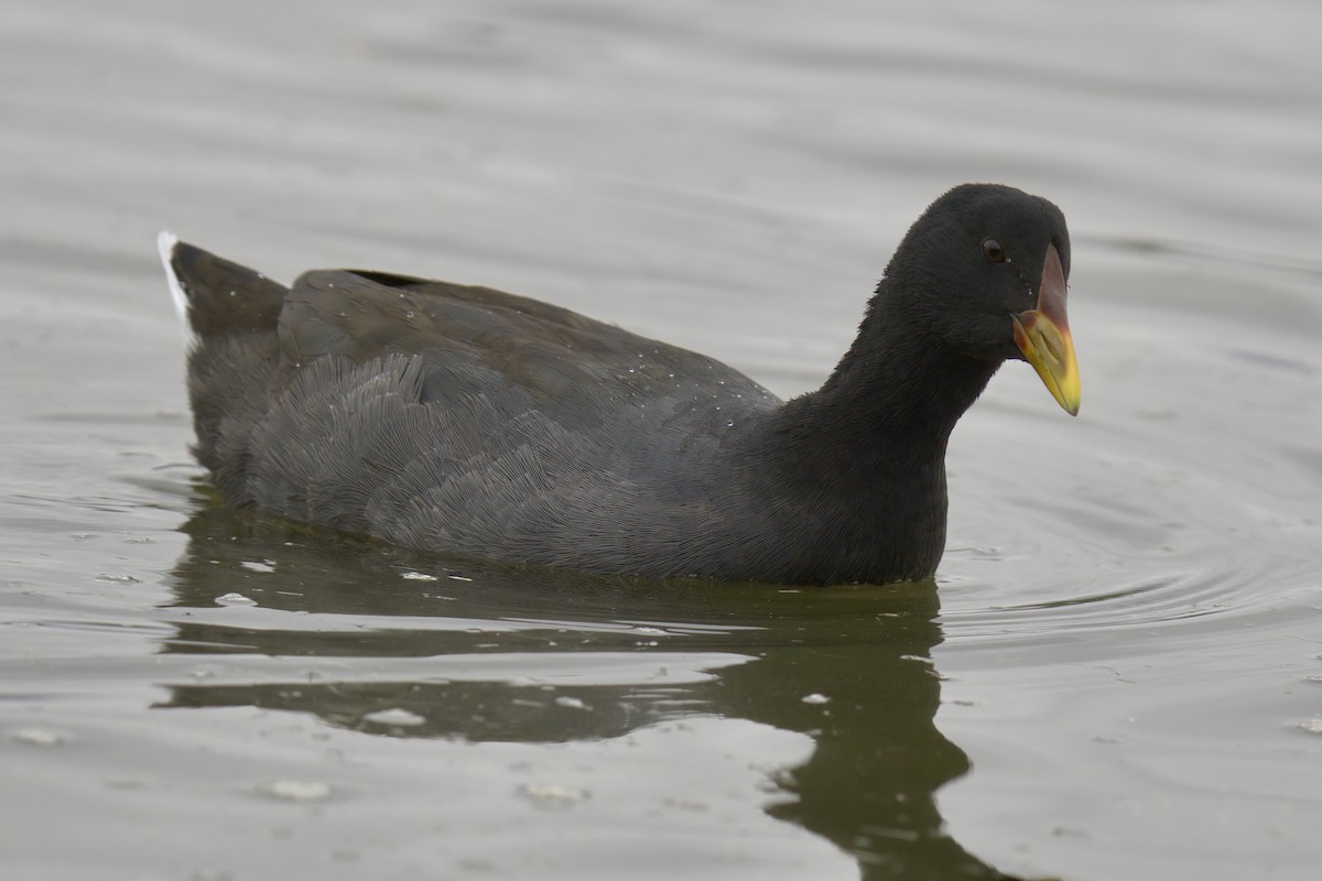 Red-fronted Coot - ML622218506