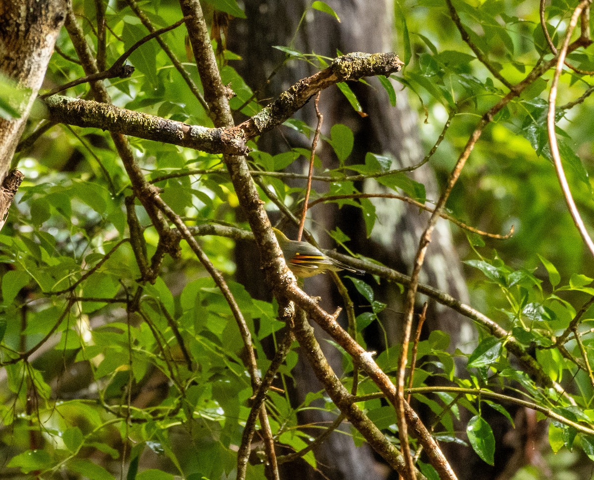 Red-billed Leiothrix - ML622218535