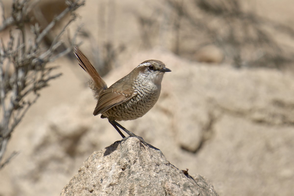 White-throated Tapaculo - ML622218590