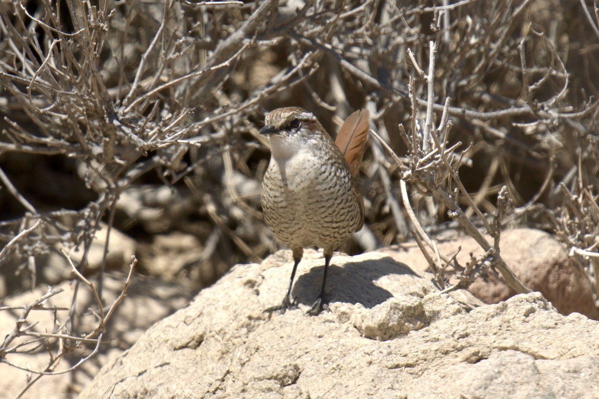 White-throated Tapaculo - ML622218591