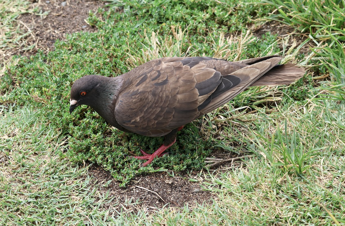 Rock Pigeon (Feral Pigeon) - ML622218593