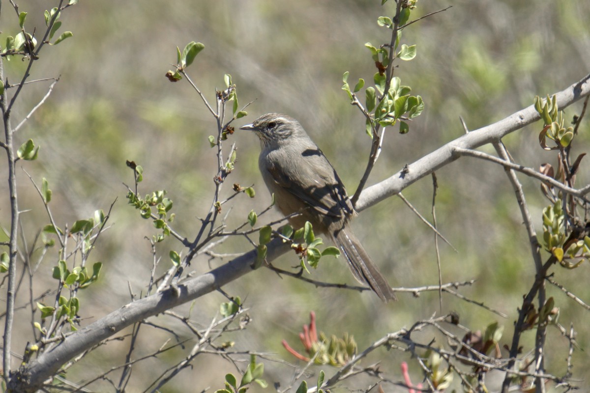 Dusky-tailed Canastero - ML622218631