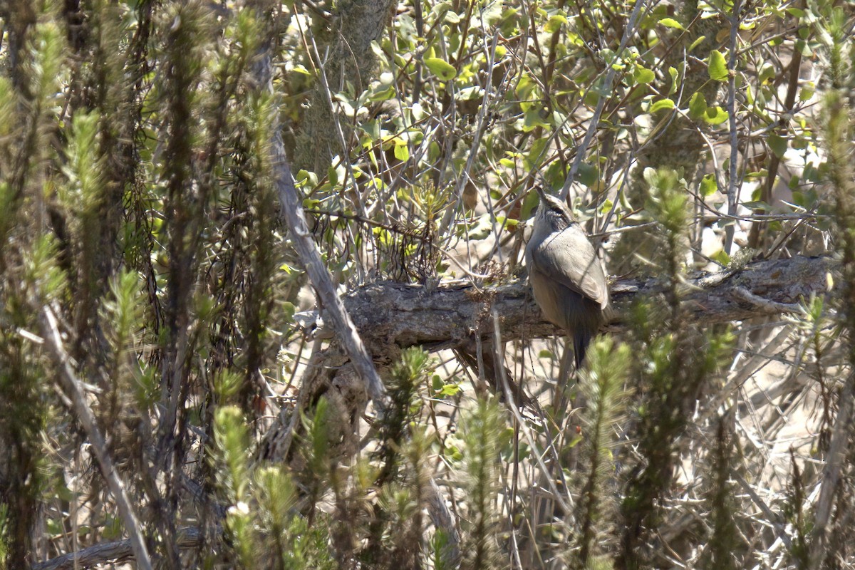 Dusky-tailed Canastero - Mark Wilson