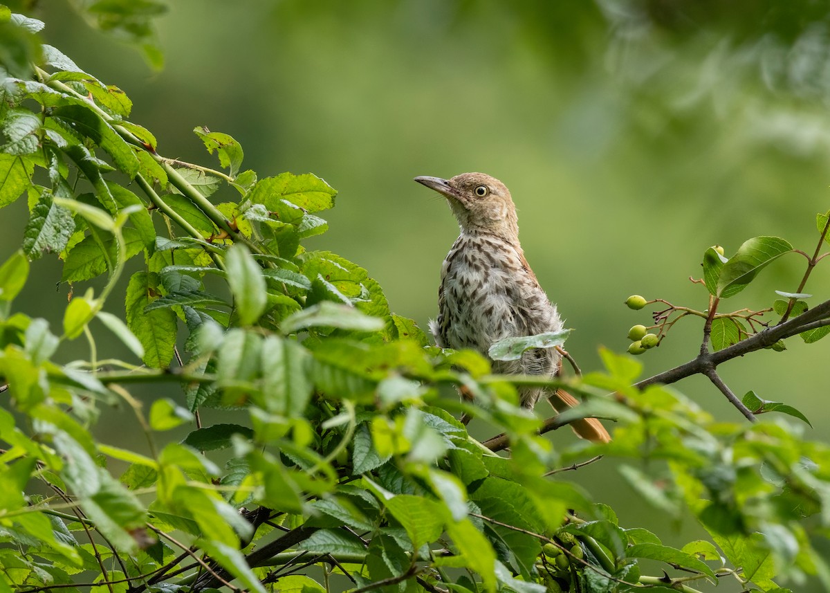 Brown Thrasher - ML622218754