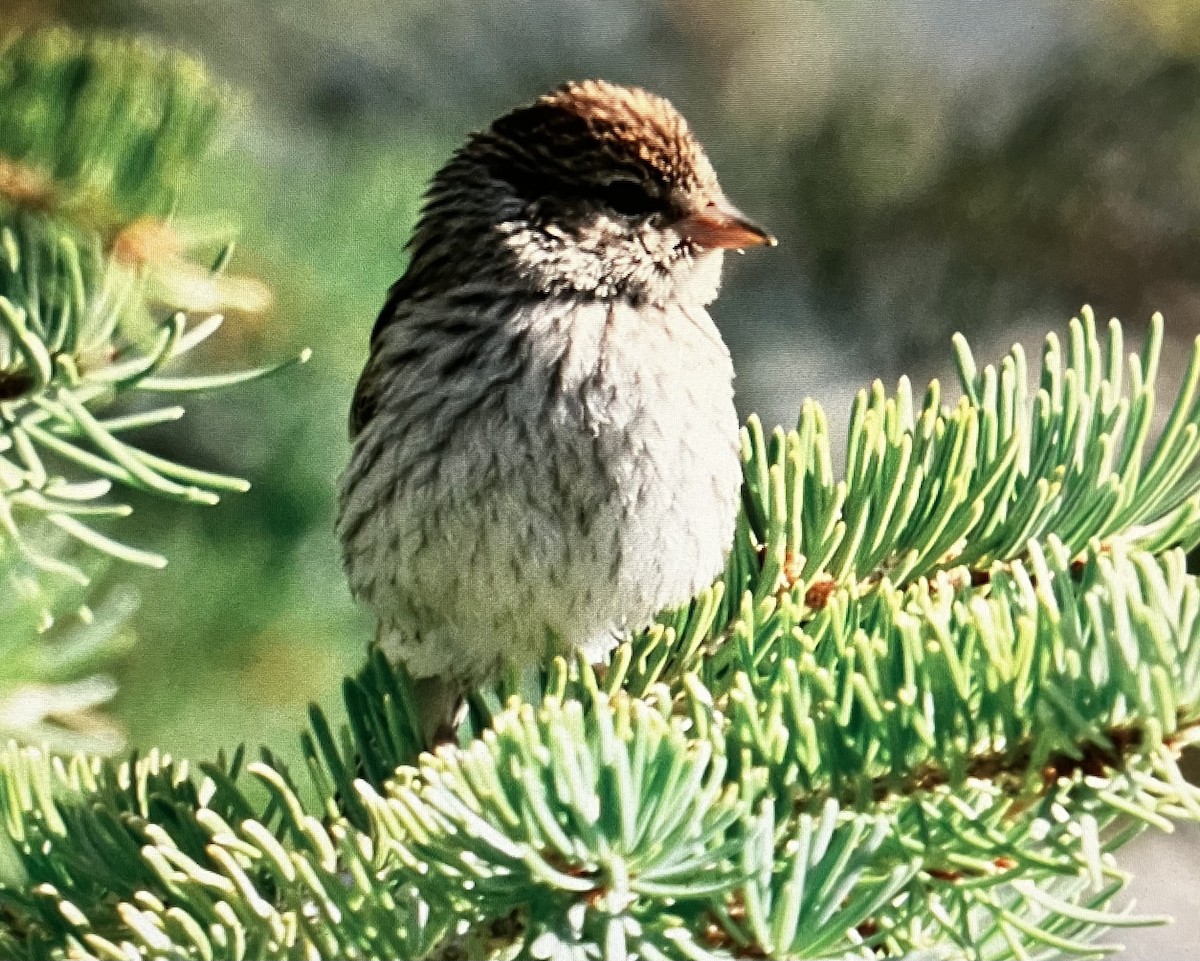Chipping Sparrow - ML622218879
