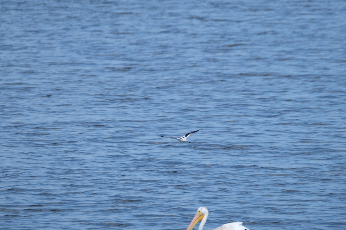 Avoceta Americana - ML622218907