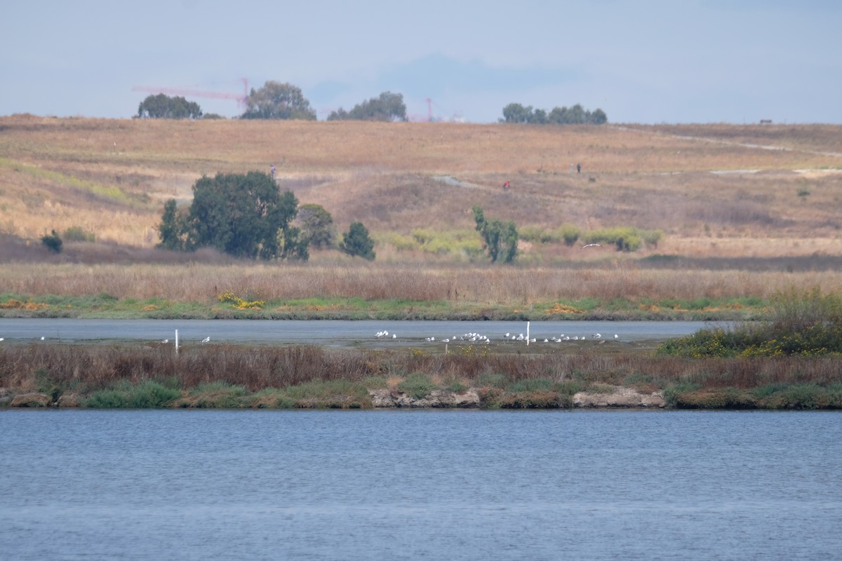 Gaviota/Gavión sp. - ML622218916