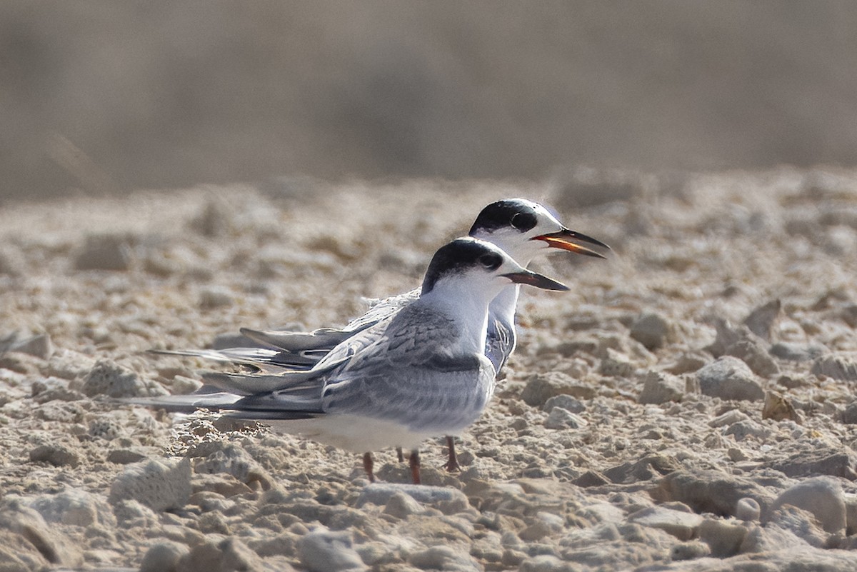 Roseate Tern - ML622218920