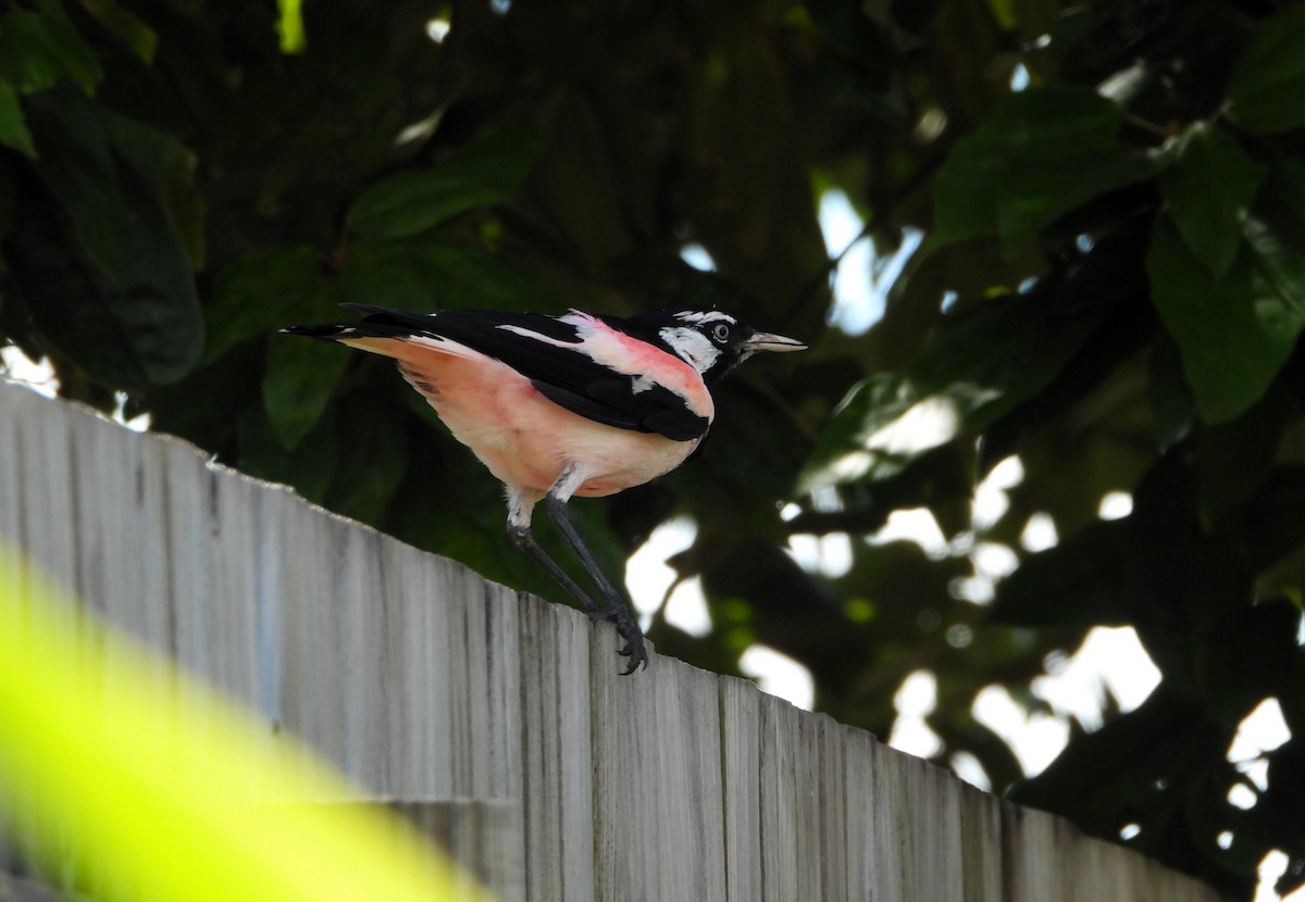 Magpie-lark - ML622218926