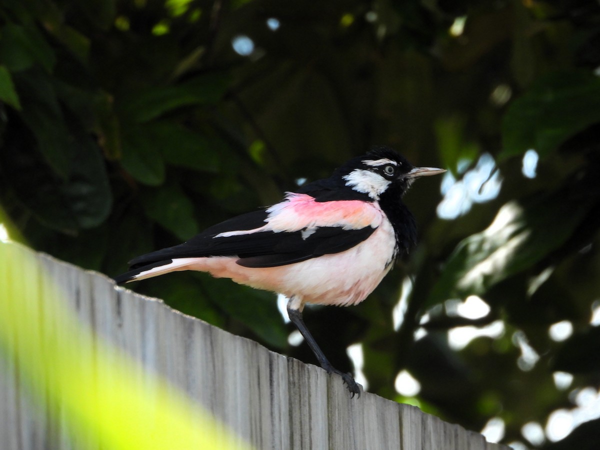 Magpie-lark - ML622218931