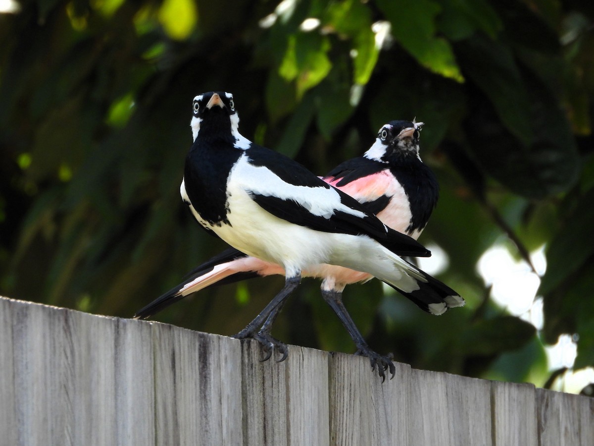 Magpie-lark - ML622218935