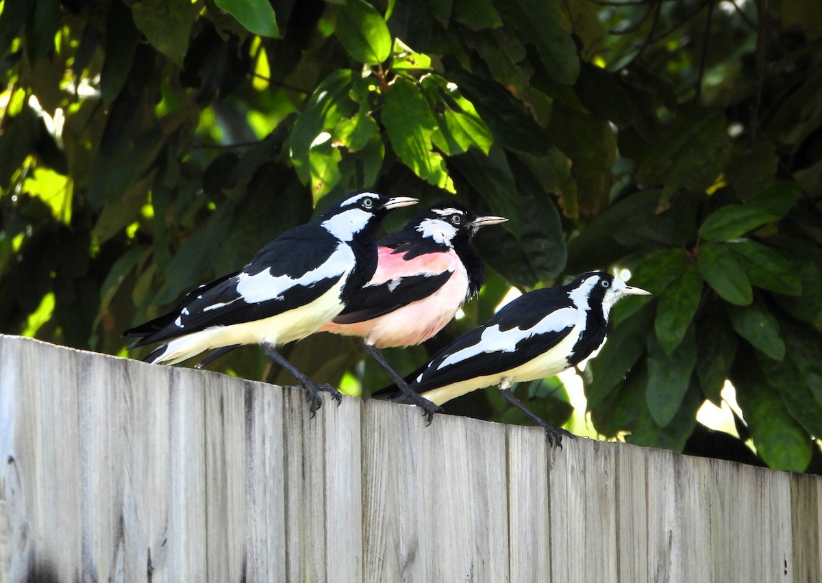 Magpie-lark - ML622218938