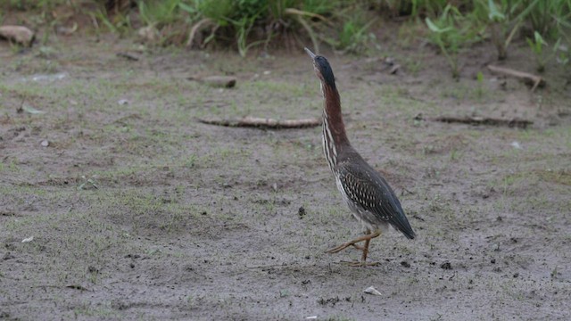 Green Heron - ML622219006