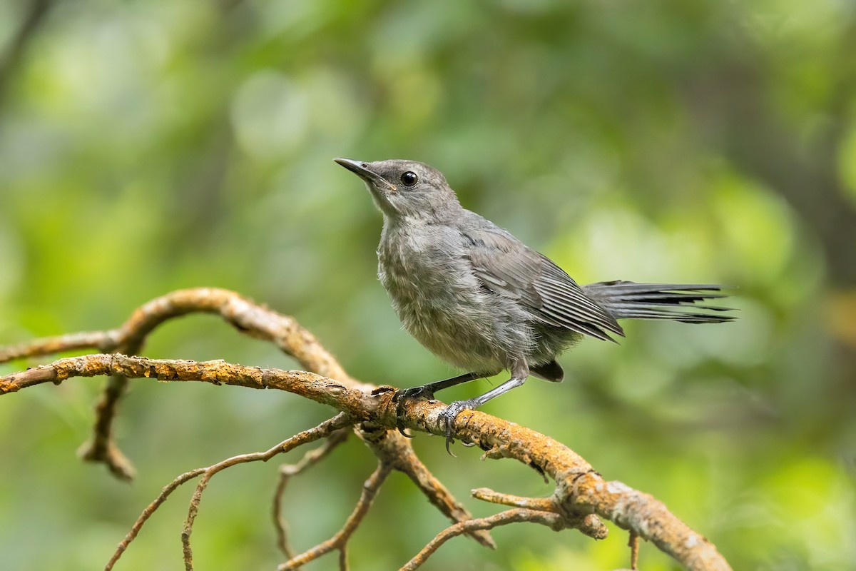 Gray Catbird - ML622219018