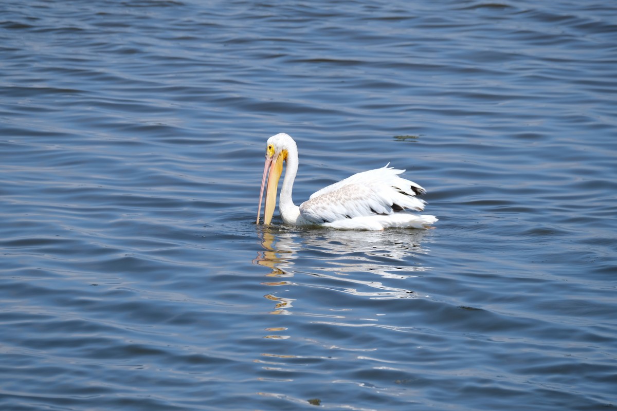 American White Pelican - ML622219073