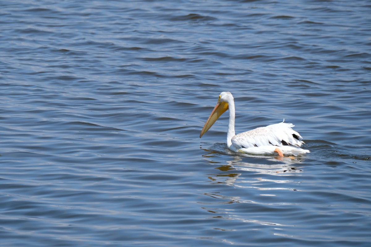 American White Pelican - ML622219074