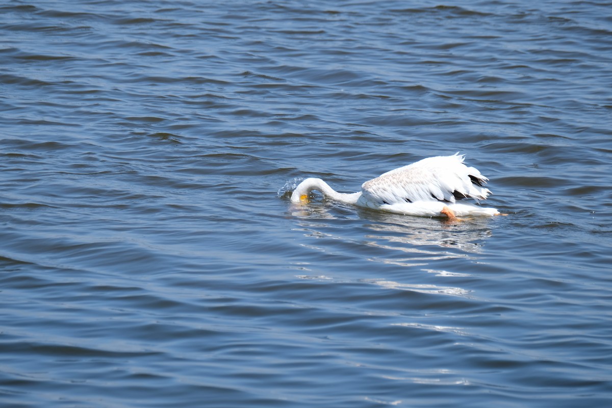 American White Pelican - ML622219075