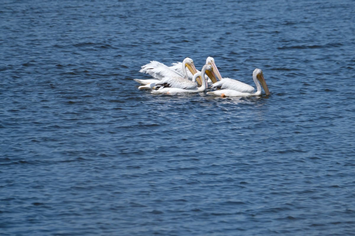 American White Pelican - ML622219141