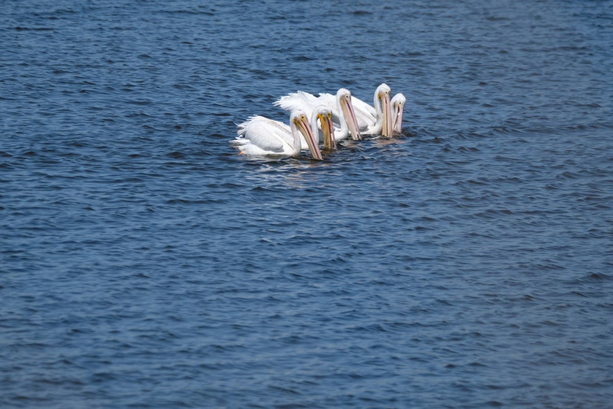 American White Pelican - ML622219143