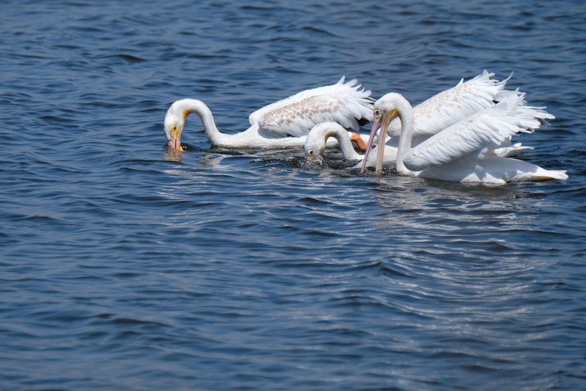 American White Pelican - ML622219144