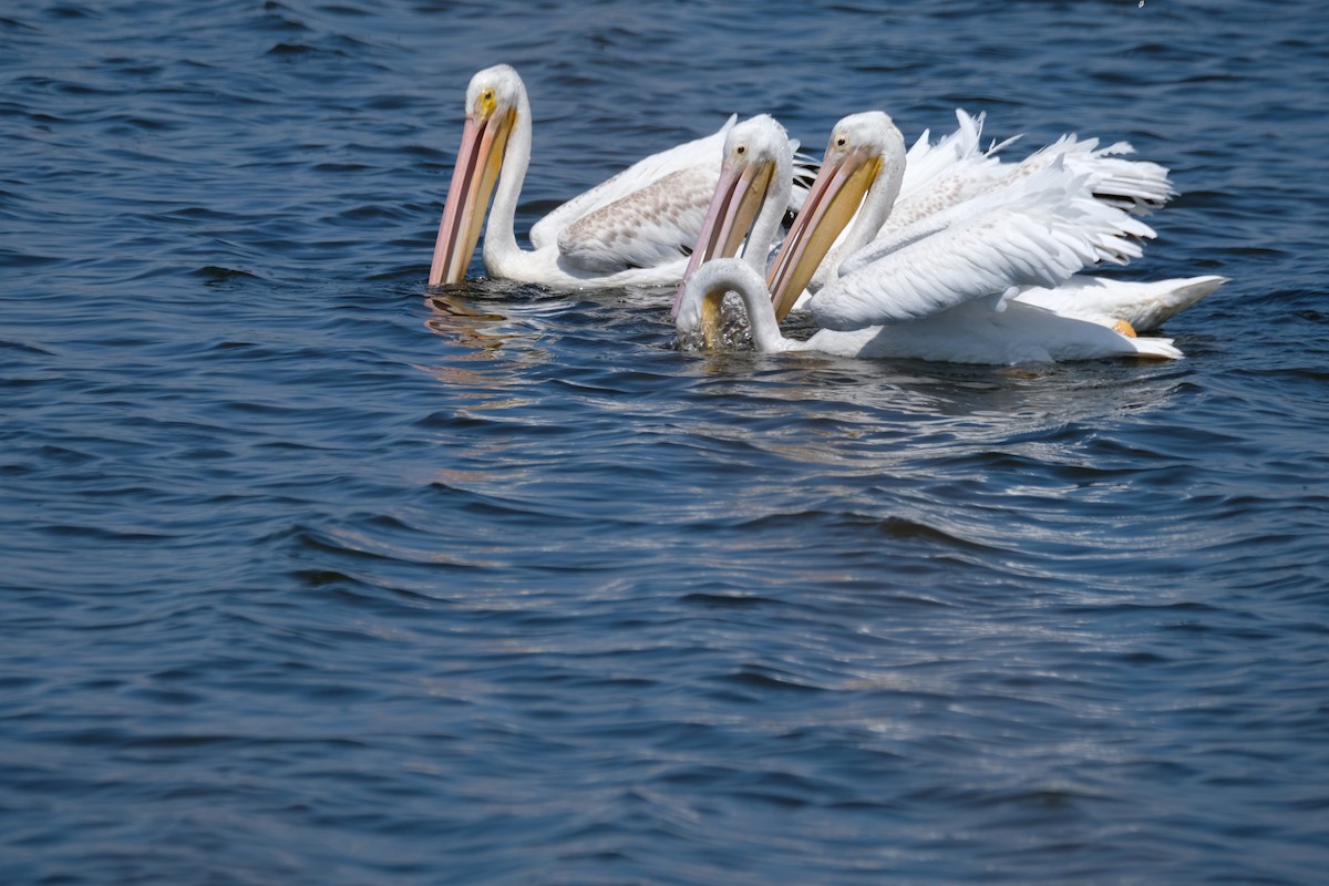 American White Pelican - ML622219145