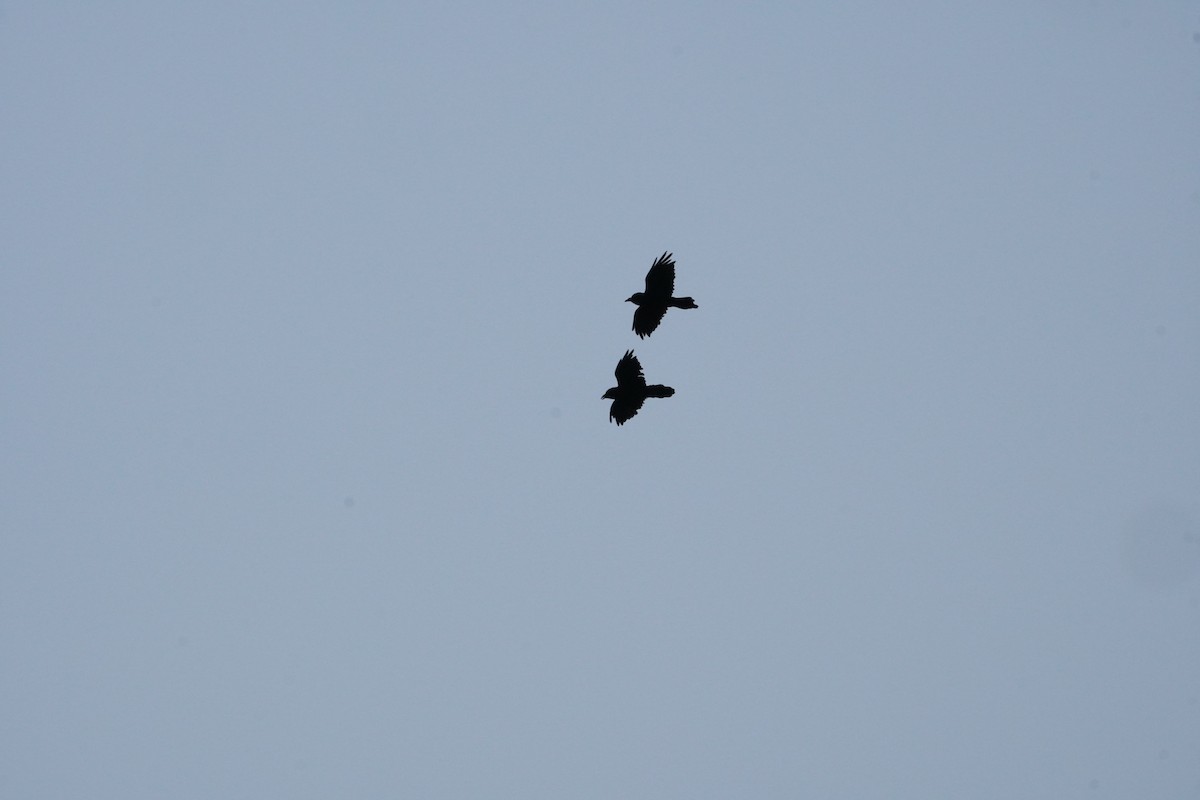 Common Raven - ML622219152