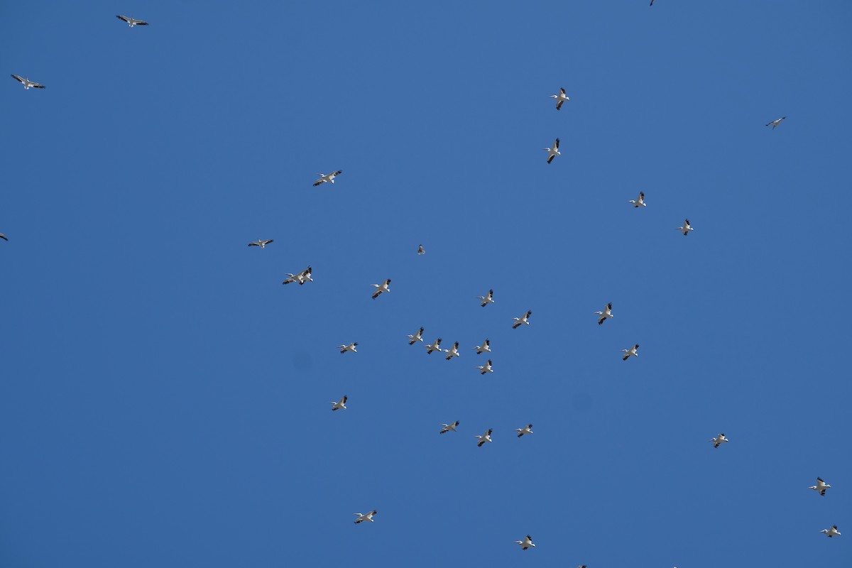 American White Pelican - ML622219235