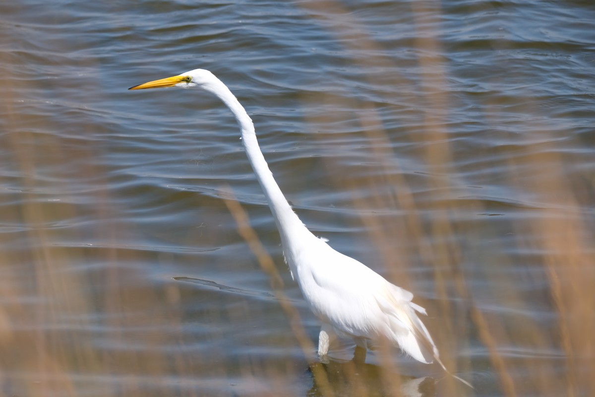 Great Egret - ML622219239