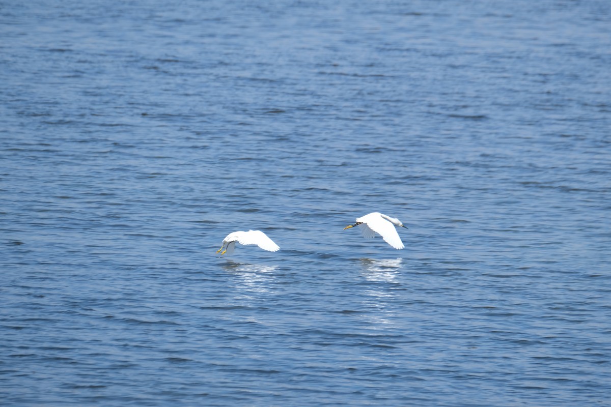 Snowy Egret - ML622219242