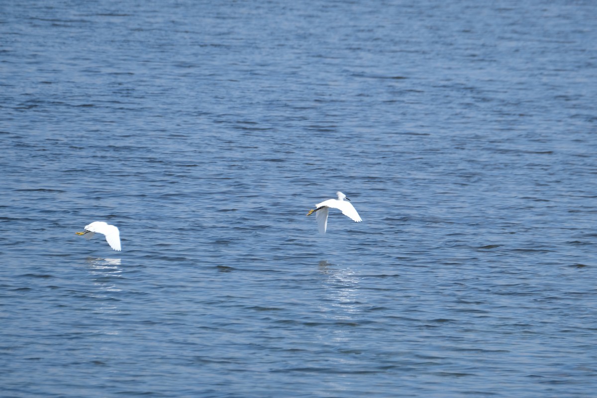 Snowy Egret - ML622219243