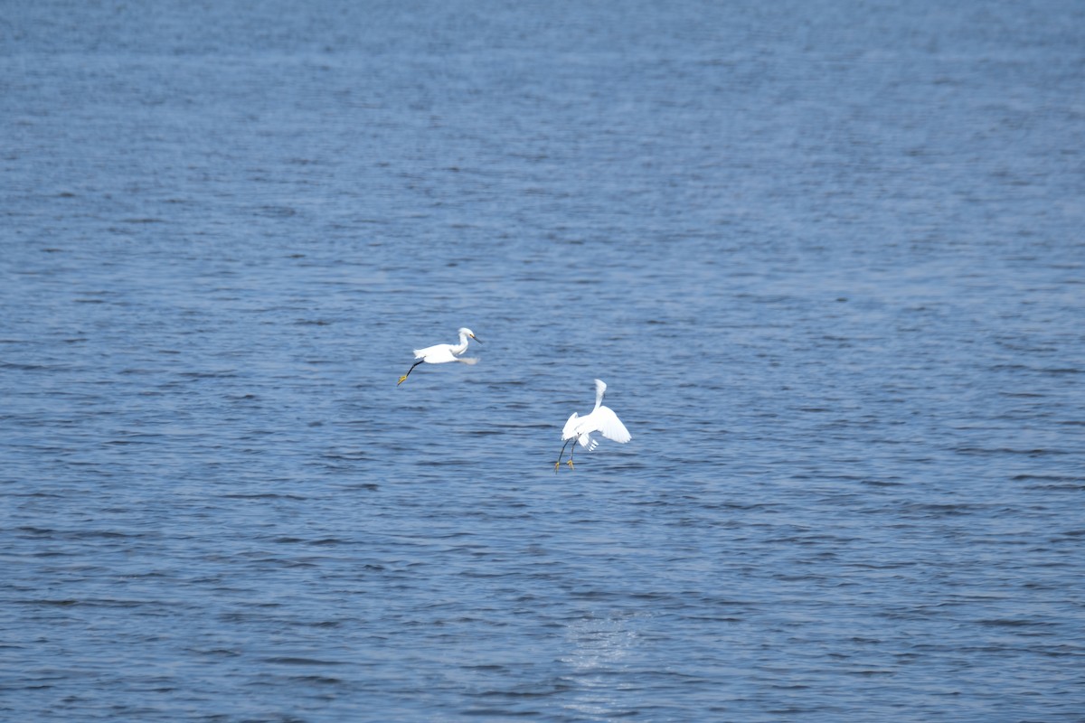 Snowy Egret - ML622219244