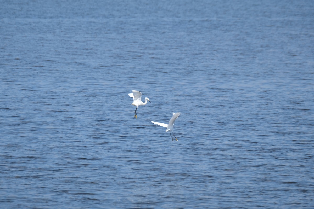 Snowy Egret - ML622219245