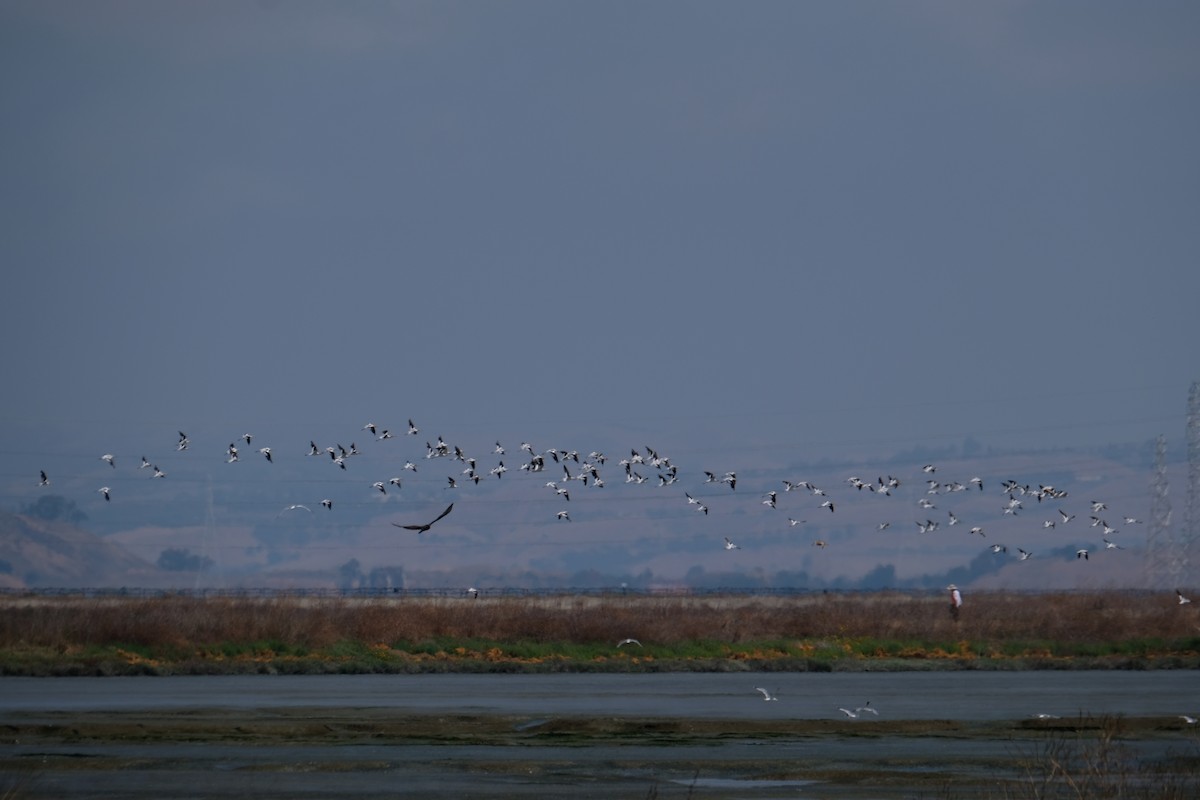 Avoceta Americana - ML622219258