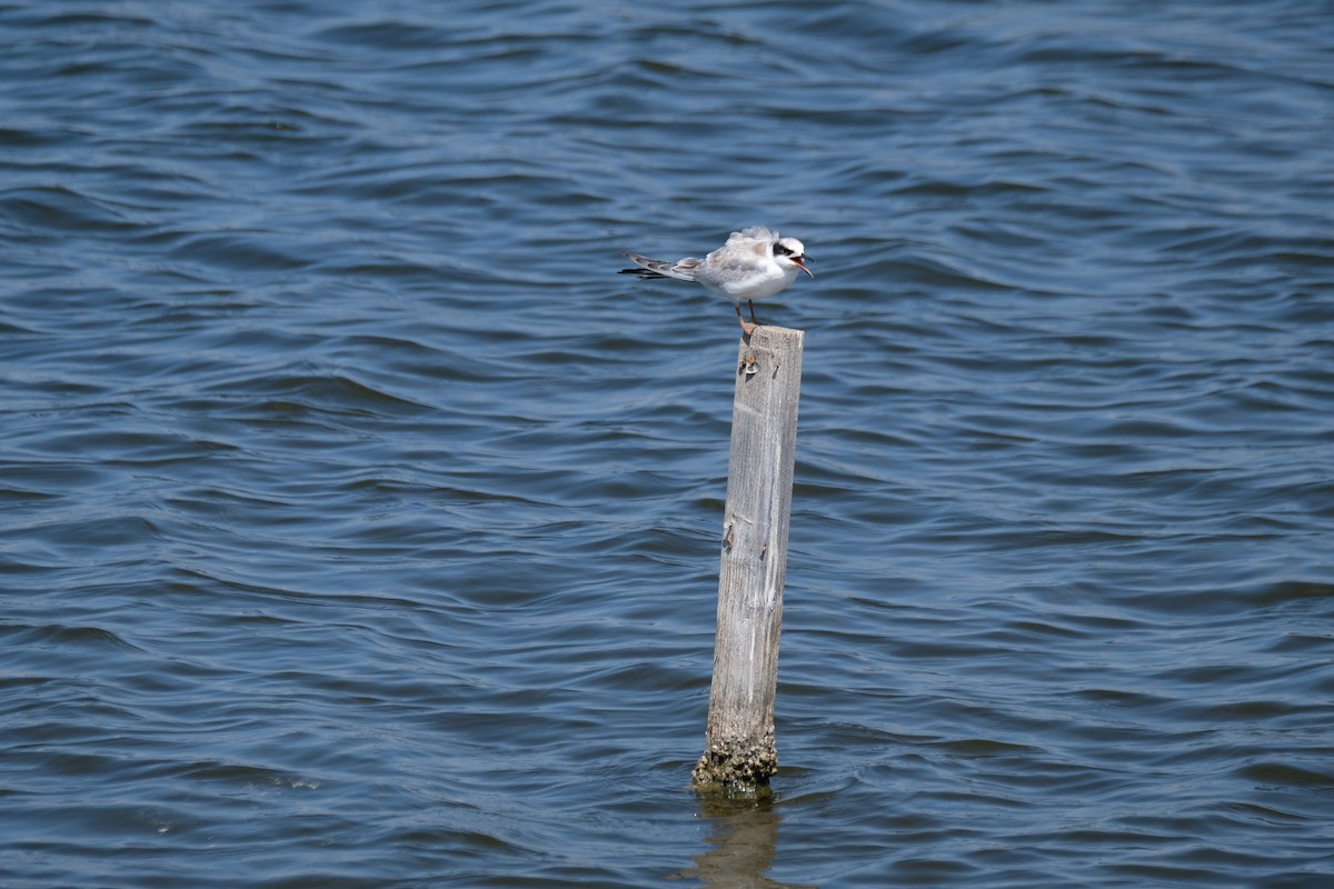 Forster's Tern - ML622219262