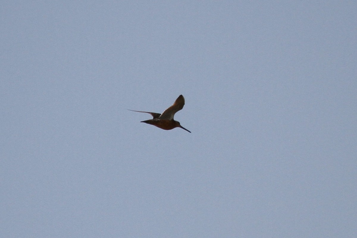 Long-billed Dowitcher - ML622219263