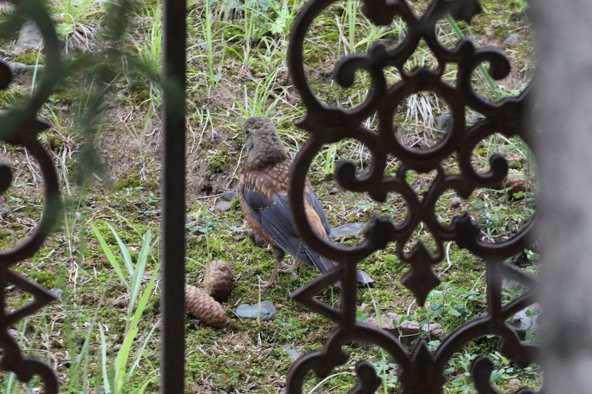 White-backed Thrush - ML622219264