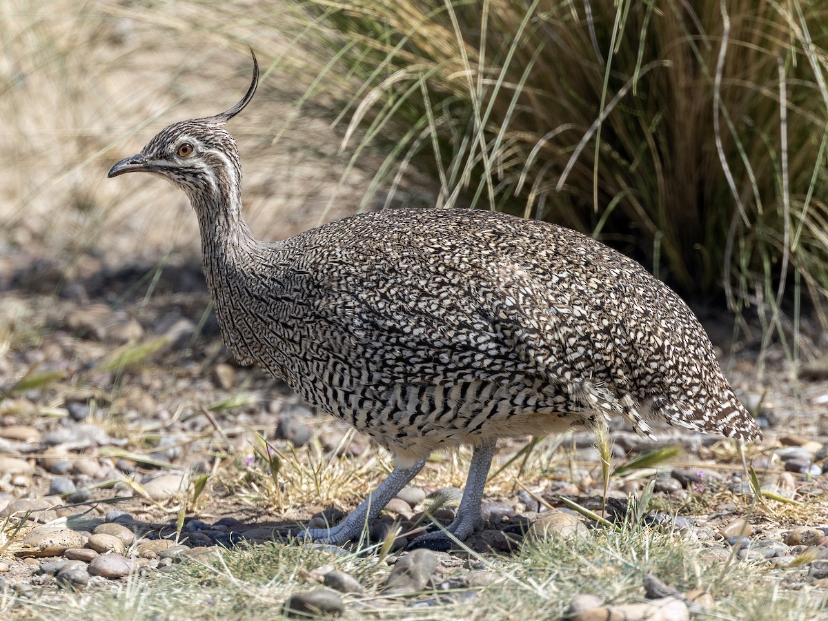 Elegant Crested-Tinamou - ML622219267