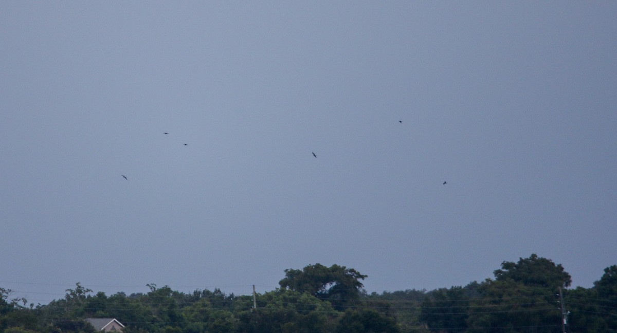 Magnificent Frigatebird - ML622219316