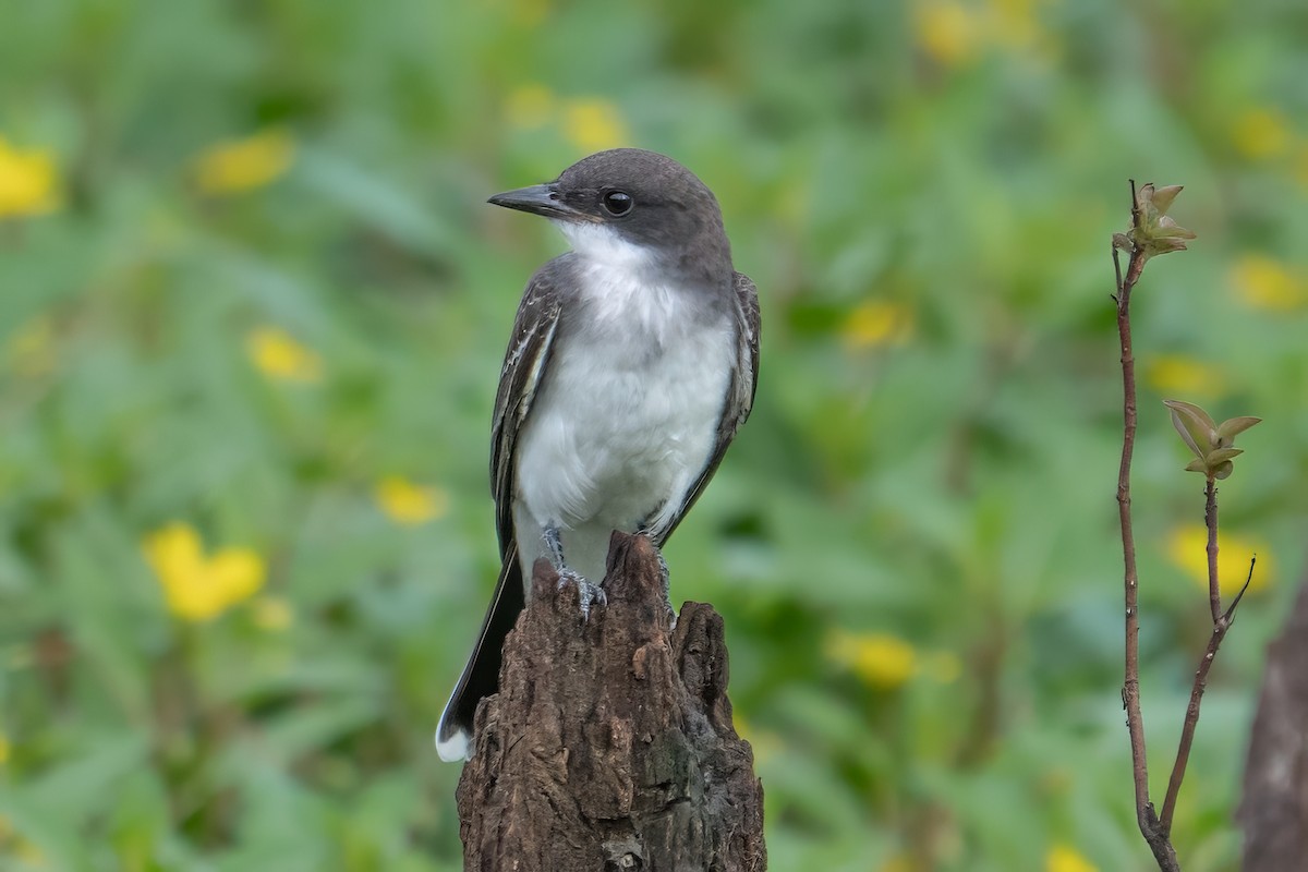 Eastern Kingbird - ML622219320