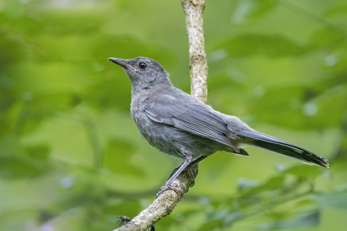 Gray Catbird - ML622219331